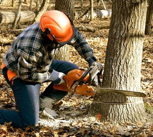 Tree Removal in Leon, VA